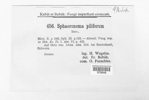 Ceratocystis pilifera image